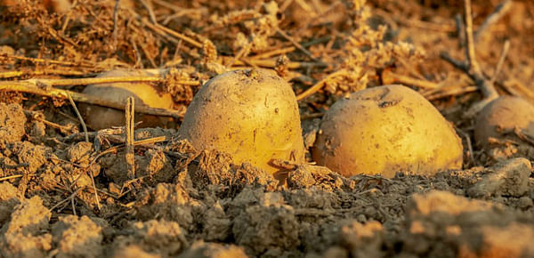 Desarrollan papas resistentes a sequías y suelos salinos