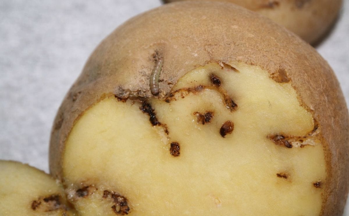 Desarrollan tratamiento efectivo contra la polilla de la papa Desarrollan tratamiento efectivo contra la polilla de la papa