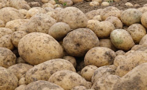 PIYAL ADHIKARY (EFE) PIYAL ADHIKARY (EFE)