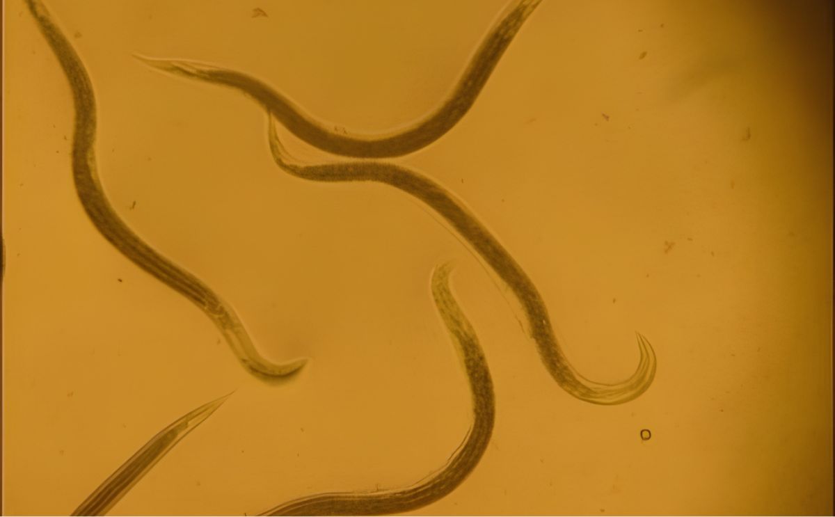 Detectan en Chile nuevos focos de nemátodos en cultivos de papas