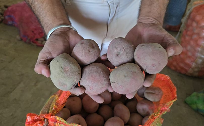 Freshly developed high-quality seed potatoes being inspected before distribution. Freshly developed high-quality seed potatoes being inspected before distribution.