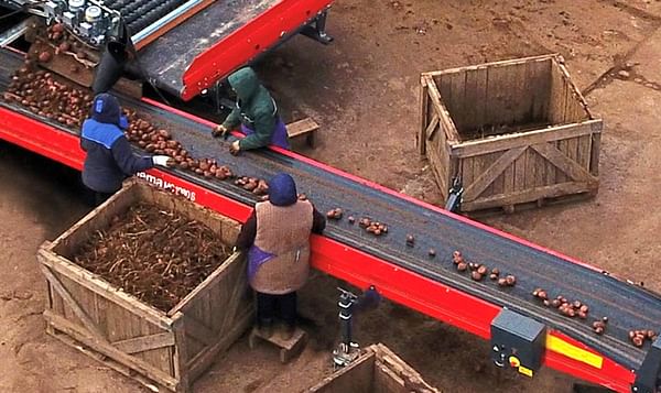 Dewulf Miedema MC 80 cm wide conveyor belts