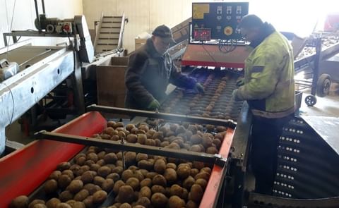 Dewulf PGS Miedema Seed potato cutter Dewulf PGS Miedema Seed potato cutter