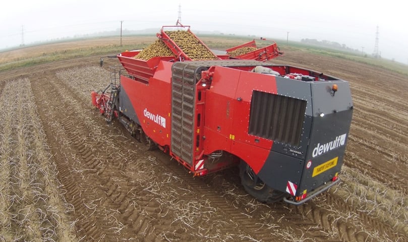 Dewulf Kwatro Xtreme harvesting potatoes, seen from behind Dewulf Kwatro Xtreme harvesting potatoes, seen from behind