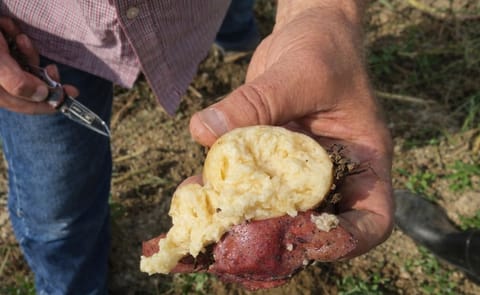 A potato tuber infected with Dickeya dianthicola, a bacteria that causes the rotting disease Blackleg, August 2015 (Courtesy: Steven Johnson). Blackleg symptoms include a blackened stem and wilting leaves. The bacteria Dickeya was a problem for growers in A potato tuber infected with Dickeya dianthicola, a bacteria that causes the rotting disease Blackleg, August 2015 (Courtesy: Steven Johnson). Blackleg symptoms include a blackened stem and wilting leaves. The bacteria Dickeya was a problem for growers in