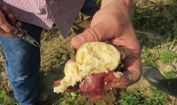 Dickeya Species pester Maine Seed Potato Growers