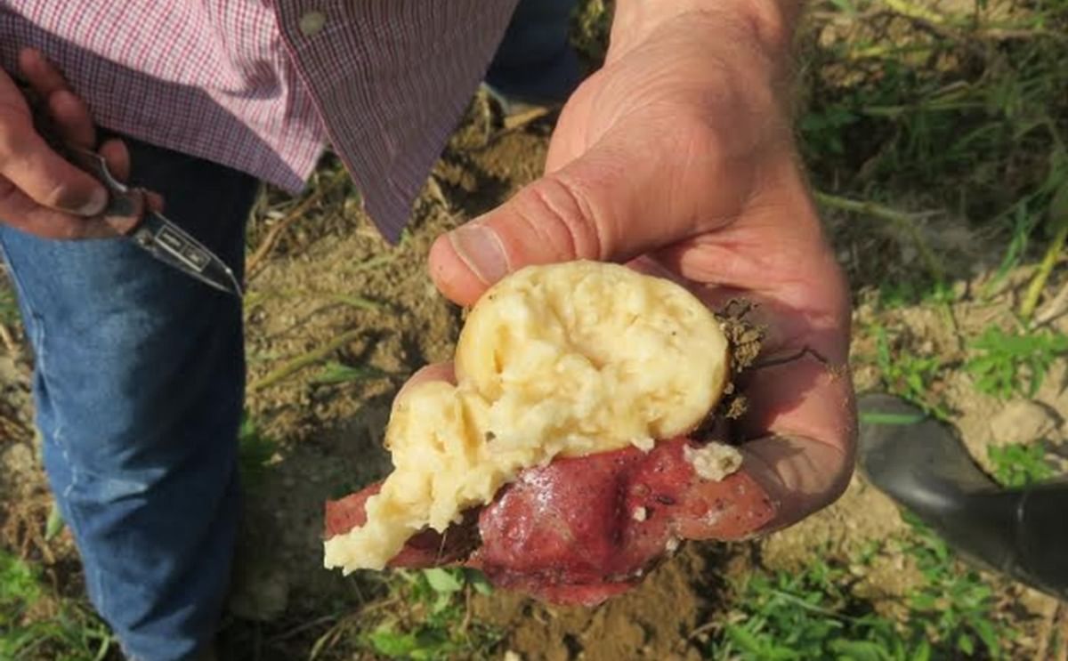 A potato tuber infected with Dickeya dianthicola, a bacteria that causes the rotting disease Blackleg, August 2015 (Courtesy: Steven Johnson). Blackleg symptoms include a blackened stem and wilting leaves. The bacteria Dickeya was a problem for growers in