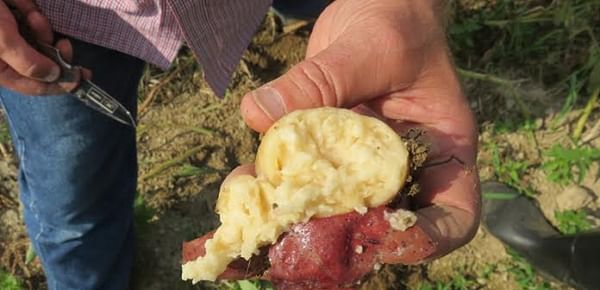 Dickeya Species pester Maine Seed Potato Growers