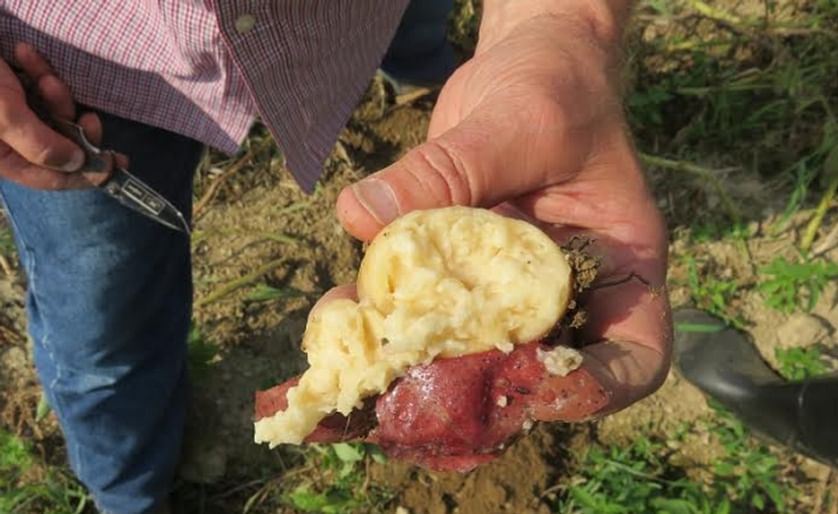 A potato tuber infected with Dickeya dianthicola, a bacteria that causes the rotting disease Blackleg, August 2015 (Courtesy: Steven Johnson). Blackleg symptoms include a blackened stem and wilting leaves. The bacteria Dickeya was a problem for growers in