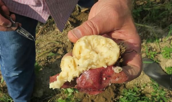Should Seed Potato Growers start testing for Dickeya?