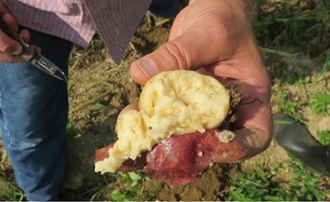 Potato tuber infected with Dickeya dianthicola, a bacteria that causes the rotting disease blackleg (Courtesy: Steve Johnson)
Potato tuber infected with Dickeya dianthicola, a bacteria that causes the rotting disease blackleg (Courtesy: Steve Johnson)