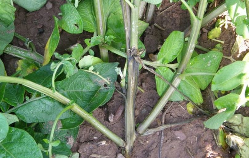 A potato plant with Dickeya-fueled blackleg, with a blackened stem and wilting leaves (Courtesy: Steve Johnson).
