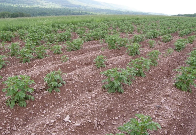 Poor emergence: Dickeya Infected seed or poorly suberized seed may decay after planting, resulting in uneven stands (Courtesy: Amy Charkowski, UW) Poor emergence: Dickeya Infected seed or poorly suberized seed may decay after planting, resulting in uneven stands (Courtesy: Amy Charkowski, UW)
