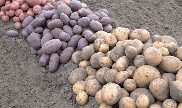Patatas de diferentes colores.