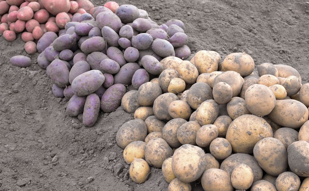 Potatoes of different colors
