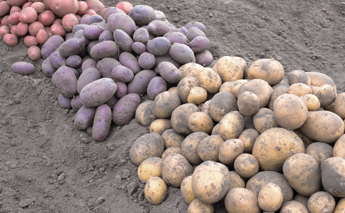 Potato prices in India have started to fall Potato prices in India have started to fall