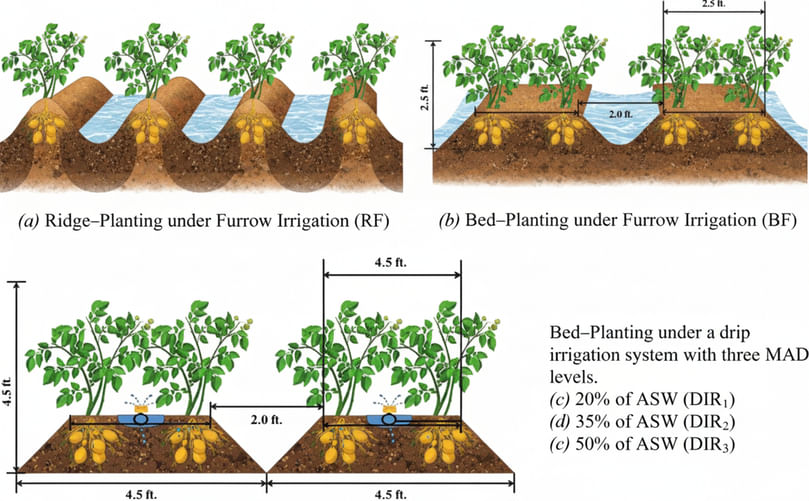 Flat bed layout with furrows and earthing-up in potato cultivation