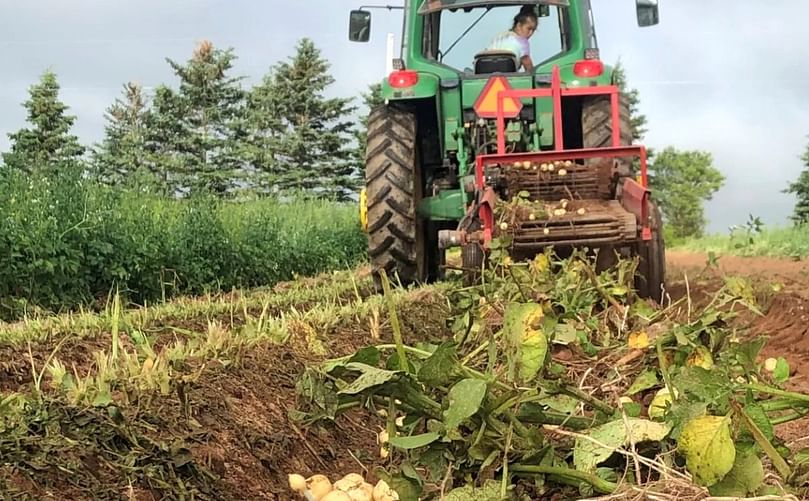 So-called 'new' potatoes are carefully dug while their tops are still green, so their skins haven't had a chance to toughen. (Courtesy: G.W. & R. Visser Farms)