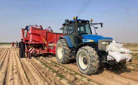 Digging of Potatoes as part of harvest process Digging of Potatoes as part of harvest process