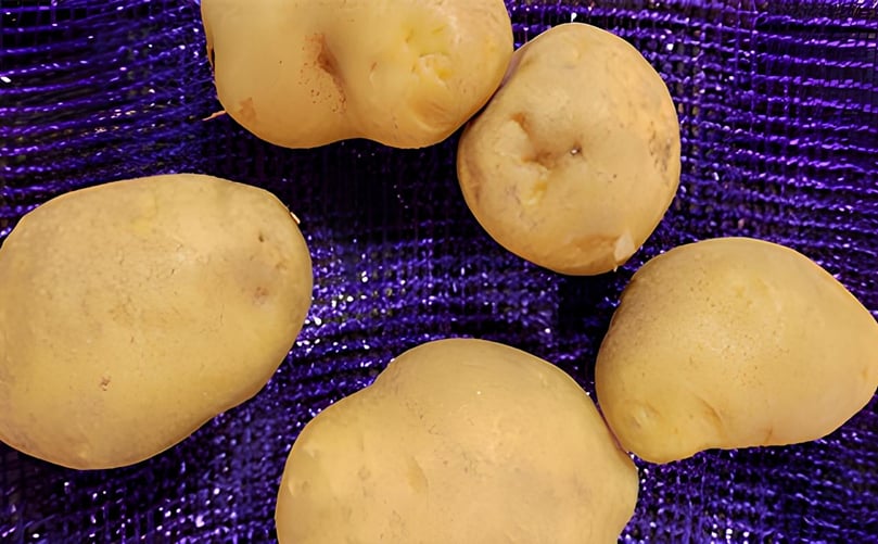 Various diploid potato varieties being evaluated for resistance to common scab. Various diploid potato varieties being evaluated for resistance to common scab.