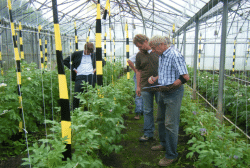 Diploid potato germplasm Diploid potato germplasm