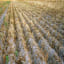 Potato in drought tolerance