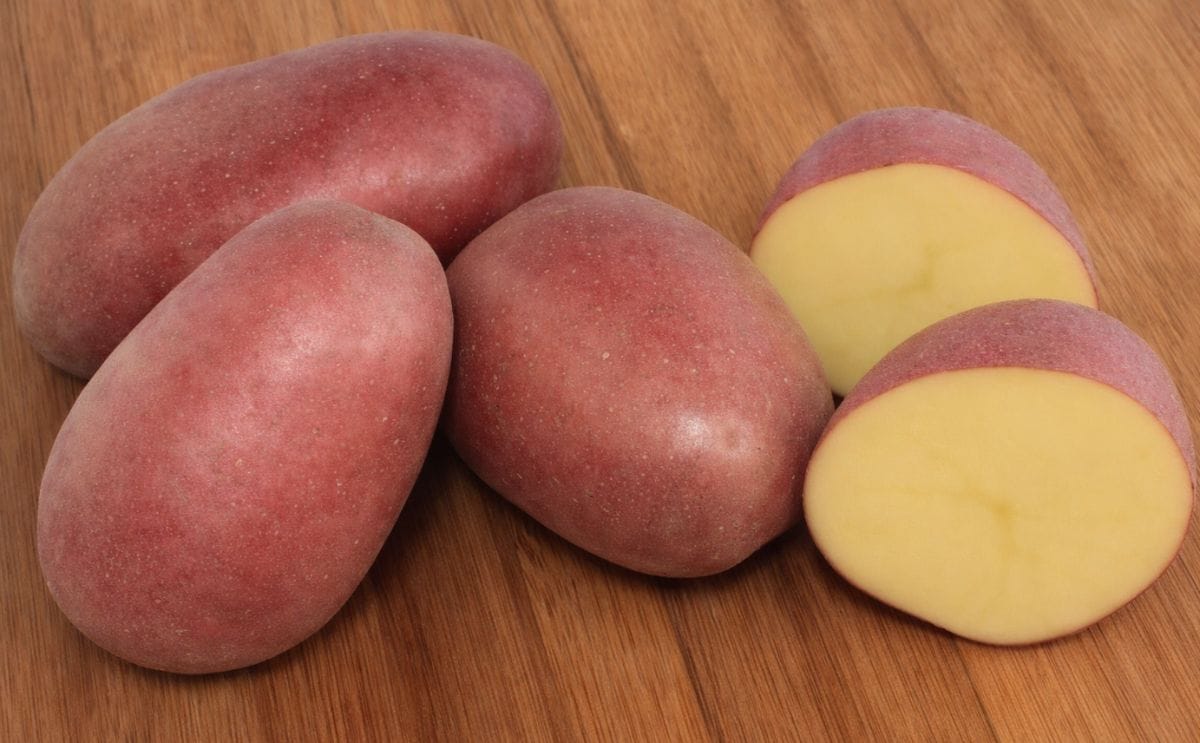 The Sierra Rose potato was named the 2014 Gold Medal Winner for red potato varieties by the Oregon Potato Commission