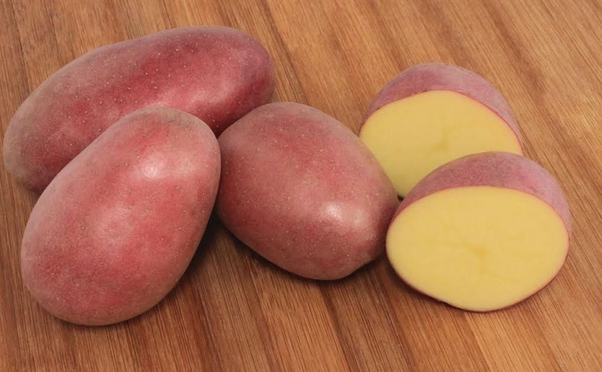 The Sierra Rose potato was named the 2014 Gold Medal Winner for red potato varieties by the Oregon Potato Commission