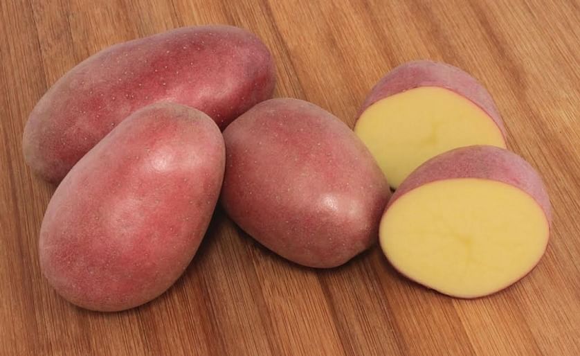 The Sierra Rose potato was named the 2014 Gold Medal Winner for red potato varieties by the Oregon Potato Commission
