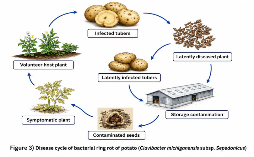 Disease Cycle and Transmission Pathways of Potato Ring Rot