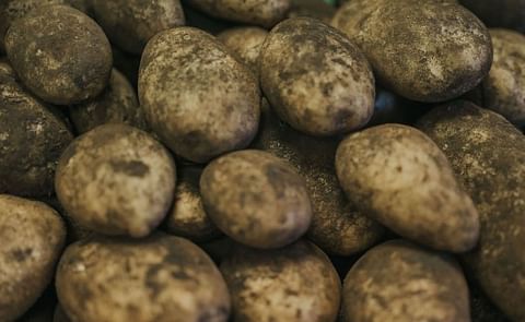 Disminuye la producción de papa en Canadá y EUA Disminuye la producción de papa en Canadá y EUA