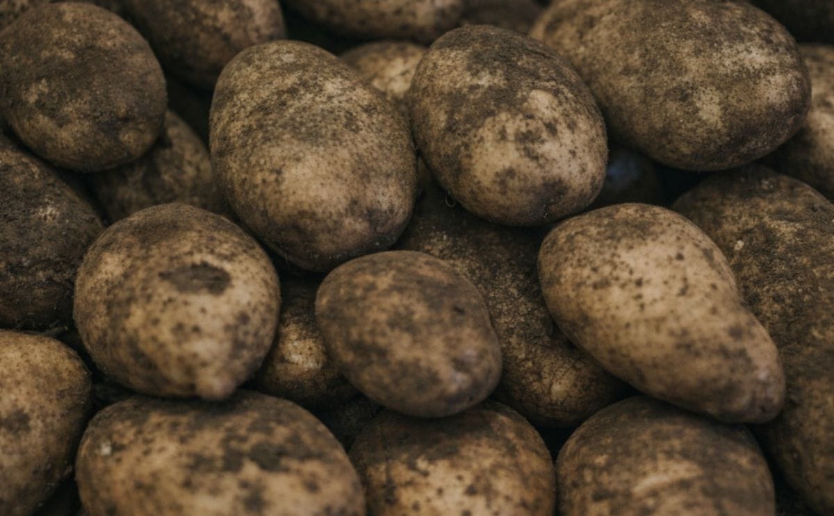 Disminuye la producción de papa en Canadá y EUA