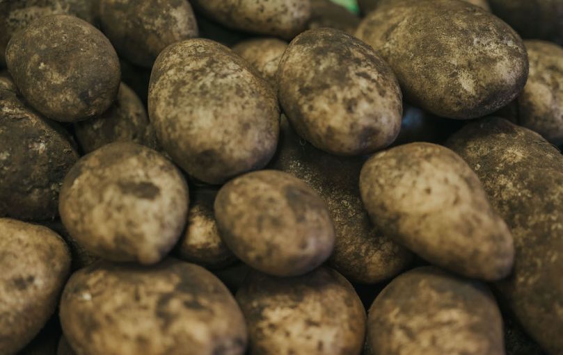 Disminuye la producción de papa en Canadá y EUA