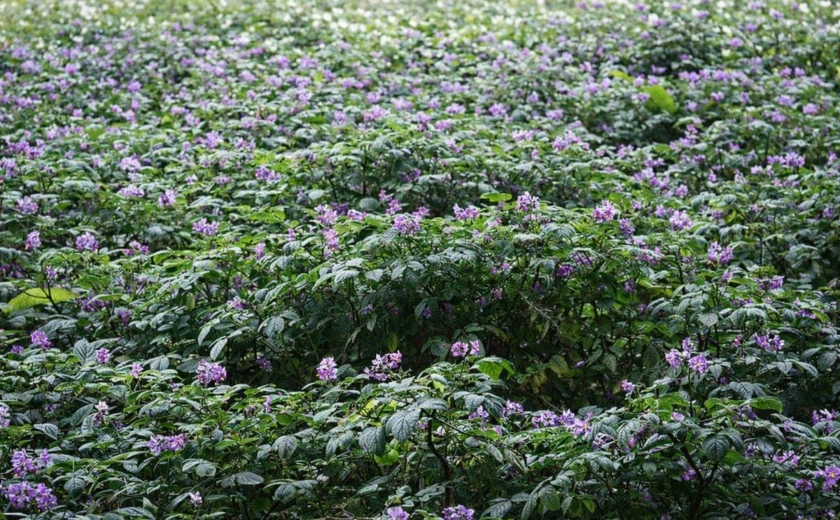 La distancia de siembra de papas criollas incide en su calidad