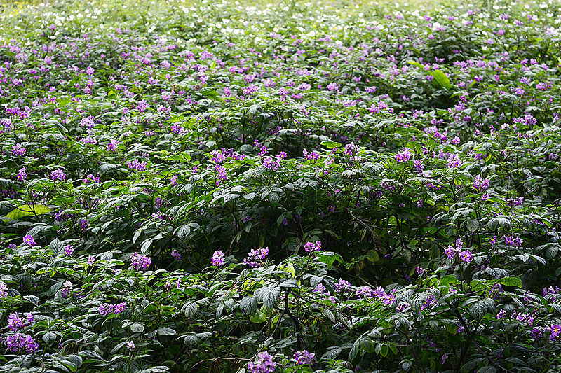 La distancia de siembra de papas criollas incide en su calidad
