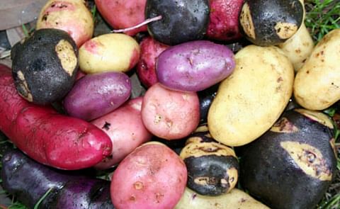 Chile: FIA recibió reconocimiento por su aporte al rescate de la papa nativa chilota Chile: FIA recibió reconocimiento por su aporte al rescate de la papa nativa chilota