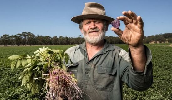 Potato Farmer Peter Scott shows off one of his genuinely purple chips in front of the next crop of purple potatoes at Gerangamete, Victoria (Australia)