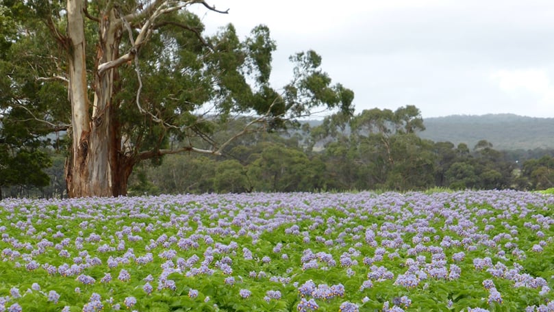 Potato Field in Otways Potato Field in Otways