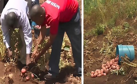 Shortly after the passage of hurricane Maria, the Government of Dominica provided several farmers with free seeds and fertilisers for short term crops such as white potatoes to ensure food security and to quickly revive the agriculture sector. This proved Shortly after the passage of hurricane Maria, the Government of Dominica provided several farmers with free seeds and fertilisers for short term crops such as white potatoes to ensure food security and to quickly revive the agriculture sector. This proved