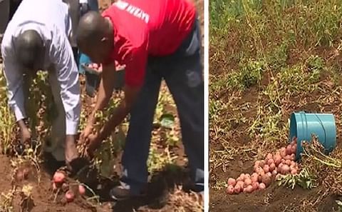 Shortly after the passage of hurricane Maria, the Government of Dominica provided several farmers with free seeds and fertilisers for short term crops such as white potatoes to ensure food security and to quickly revive the agriculture sector. This proved Shortly after the passage of hurricane Maria, the Government of Dominica provided several farmers with free seeds and fertilisers for short term crops such as white potatoes to ensure food security and to quickly revive the agriculture sector. This proved