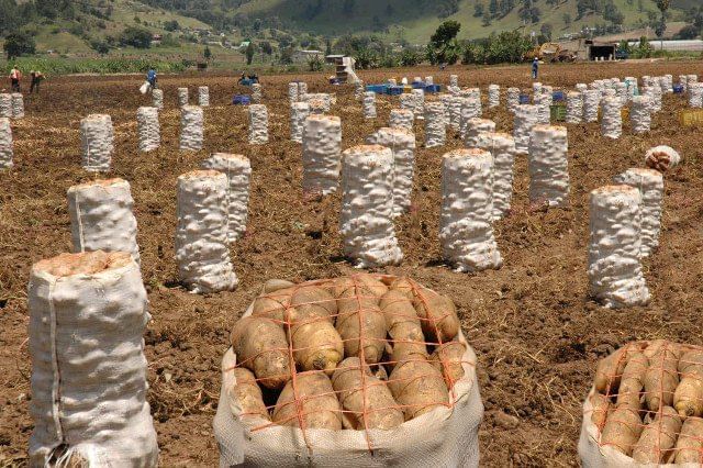 República Dominicana: Granizos dañaron cultivos de papa