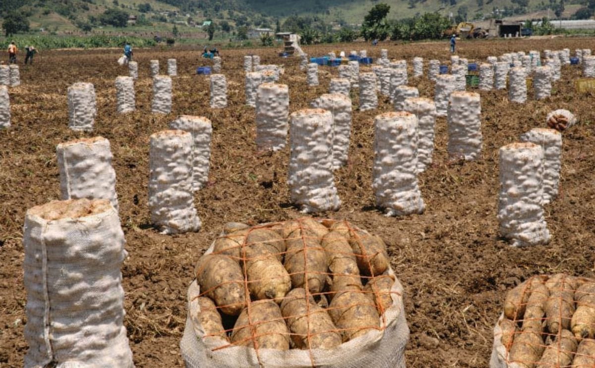 A new flavor of French fries – Gilroy Garlic Fries – are currently being tested in McDonald's restaurants in the San Francisco Bay Area.