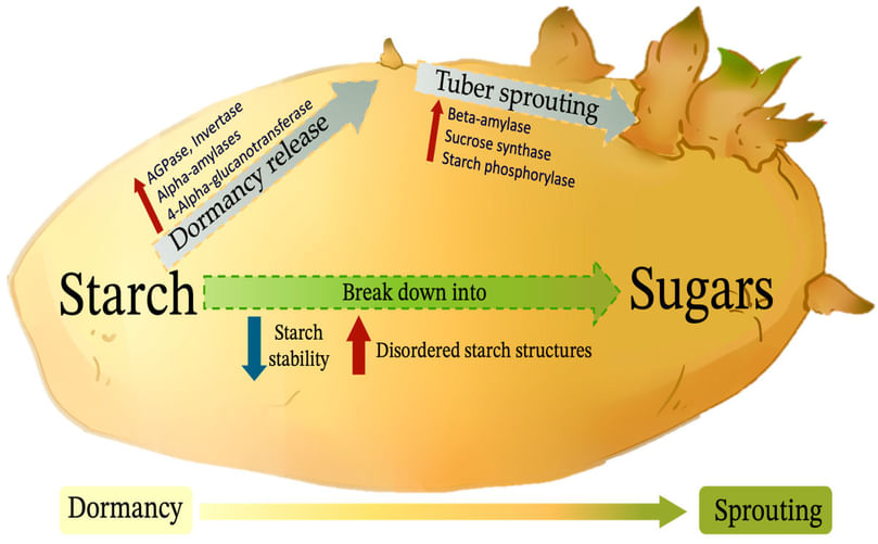 Starch mobilization and sprout initiation during potato dormancy break