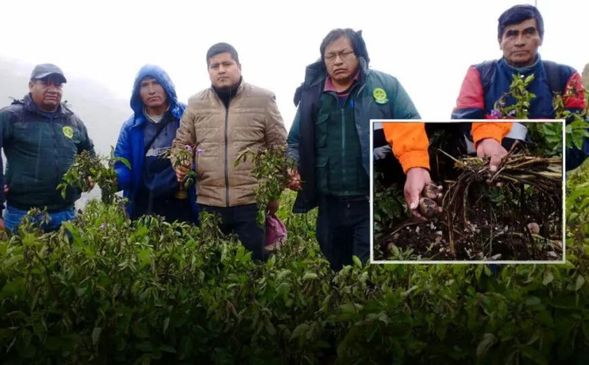 Dos mil agricultores pierden S/ 300 mil por la rancha en papa