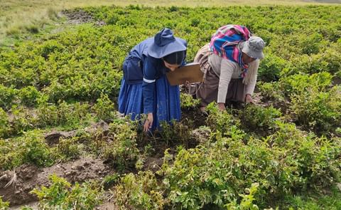 Dos personas verifican cómo están sus cultivos tras las fuertes lluvias Dos personas verifican cómo están sus cultivos tras las fuertes lluvias