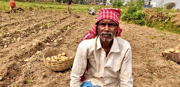 Costly seed potatoes and a low guaranteed selling price (MSP) could spell disaster for West Bengal farmers