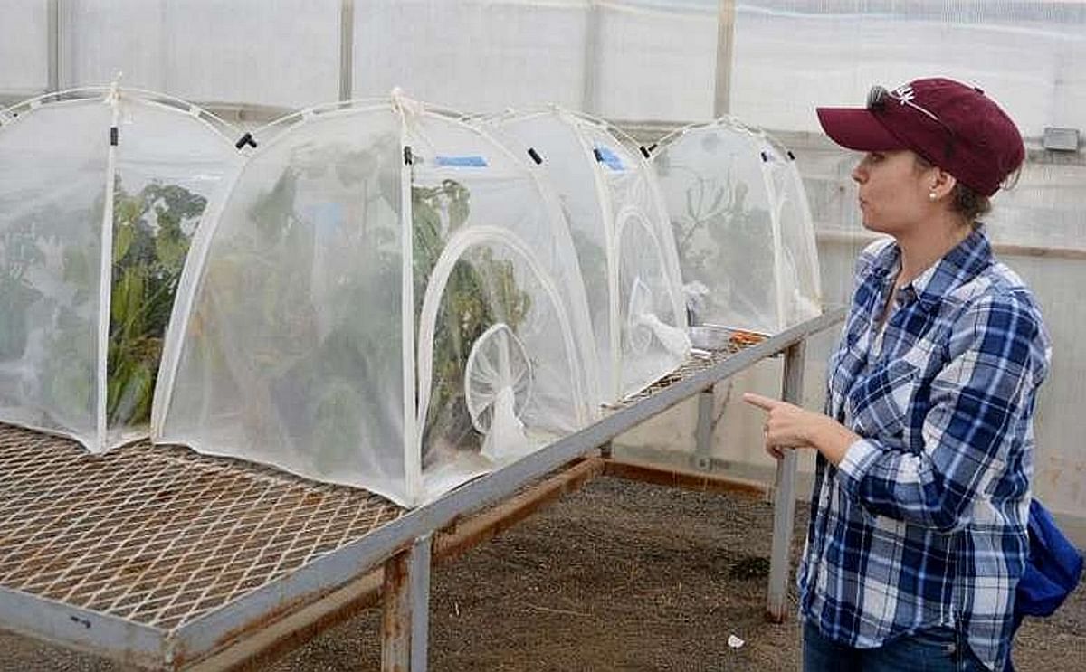 Dr. Ada Szczepaniec discusses her greenhouse study on potato psyllid resistance to neonicotinoid insecticides.