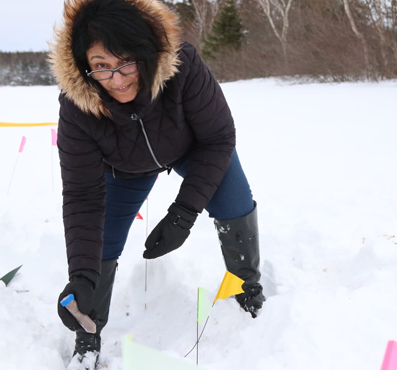 Dr. Christine Noronha removes one of the wireworm tubes from their test plot at the AAFC Harrington Research Farm. Dr. Christine Noronha removes one of the wireworm tubes from their test plot at the AAFC Harrington Research Farm.