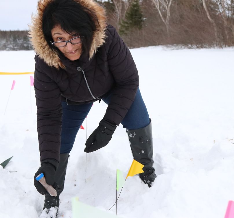 Dr. Christine Noronha removes one of the wireworm tubes from their test plot at the AAFC Harrington Research Farm.