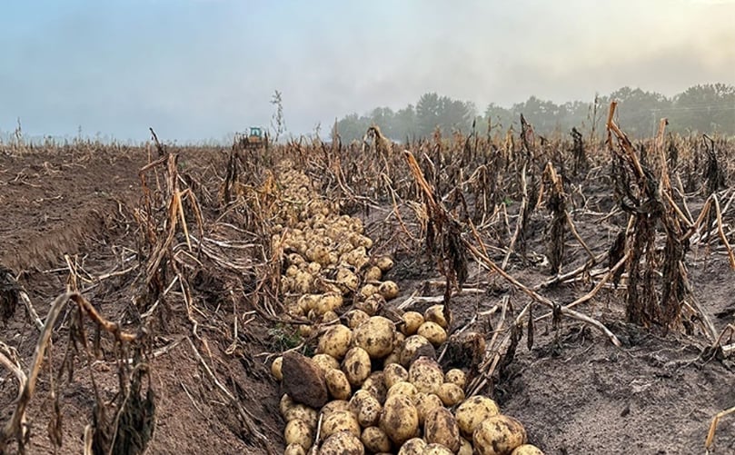 Wisconsin red and yellow potato harvest begins at Alsum Farms, with freshly washed and packed potatoes heading to markets across the Midwest.